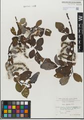 Foto von Salix glabra Scop.